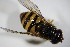  ( - DIP 03029)  @13 [ ] CreativeCommons - Attribution Non-Commercial Share-Alike (2015) Unspecified SNSB, Zoologische Staatssammlung Muenchen