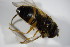  ( - DIP 03031)  @12 [ ] CreativeCommons - Attribution Non-Commercial Share-Alike (2015) Unspecified SNSB, Zoologische Staatssammlung Muenchen
