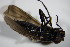  ( - DIP 03102)  @12 [ ] CreativeCommons - Attribution Non-Commercial Share-Alike (2015) Unspecified SNSB, Zoologische Staatssammlung Muenchen
