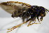  ( - DIP 03118)  @13 [ ] CreativeCommons - Attribution Non-Commercial Share-Alike (2015) Unspecified SNSB, Zoologische Staatssammlung Muenchen
