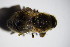  ( - DIP 03137)  @12 [ ] CreativeCommons - Attribution Non-Commercial Share-Alike (2015) Unspecified SNSB, Zoologische Staatssammlung Muenchen