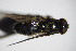  ( - DIP 03169)  @11 [ ] CreativeCommons - Attribution Non-Commercial Share-Alike (2015) Unspecified SNSB, Zoologische Staatssammlung Muenchen