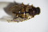  ( - DIP 03175)  @11 [ ] CreativeCommons - Attribution Non-Commercial Share-Alike (2015) Unspecified SNSB, Zoologische Staatssammlung Muenchen