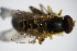  (Parhelophilus frutetorum - DIP 03178)  @13 [ ] CreativeCommons - Attribution Non-Commercial Share-Alike (2015) Unspecified SNSB, Zoologische Staatssammlung Muenchen