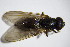  ( - DIP 03183)  @13 [ ] CreativeCommons - Attribution Non-Commercial Share-Alike (2015) Unspecified SNSB, Zoologische Staatssammlung Muenchen