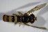  ( - DIP 03199)  @13 [ ] CreativeCommons - Attribution Non-Commercial Share-Alike (2015) Unspecified SNSB, Zoologische Staatssammlung Muenchen