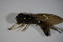  (Melanostoma spec - DIP 03260)  @12 [ ] CreativeCommons - Attribution Non-Commercial Share-Alike (2015) Unspecified SNSB, Zoologische Staatssammlung Muenchen