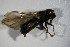  ( - DIP 03296)  @11 [ ] CreativeCommons - Attribution Non-Commercial Share-Alike (2015) Unspecified SNSB, Zoologische Staatssammlung Muenchen