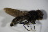  (Chrysogaster rondanii - DIP 03314)  @12 [ ] CreativeCommons - Attribution Non-Commercial Share-Alike (2015) Unspecified SNSB, Zoologische Staatssammlung Muenchen