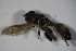  (Neoascia annexa - DIP 03326)  @12 [ ] CreativeCommons - Attribution Non-Commercial Share-Alike (2015) Unspecified SNSB, Zoologische Staatssammlung Muenchen