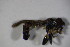  ( - DIP 03327)  @12 [ ] CreativeCommons - Attribution Non-Commercial Share-Alike (2015) Unspecified SNSB, Zoologische Staatssammlung Muenchen