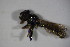  ( - DIP 03329)  @12 [ ] CreativeCommons - Attribution Non-Commercial Share-Alike (2015) Unspecified SNSB, Zoologische Staatssammlung Muenchen