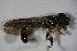  ( - DIP 03334)  @12 [ ] CreativeCommons - Attribution Non-Commercial Share-Alike (2015) Unspecified SNSB, Zoologische Staatssammlung Muenchen