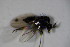  ( - DIP 03388)  @11 [ ] CreativeCommons - Attribution Non-Commercial Share-Alike (2015) Unspecified SNSB, Zoologische Staatssammlung Muenchen