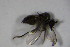  (Microphor anomalus - DIP 03393)  @13 [ ] CreativeCommons - Attribution Non-Commercial Share-Alike (2015) Unspecified SNSB, Zoologische Staatssammlung Muenchen