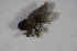  (Microphor strobli - DIP 03395)  @11 [ ] CreativeCommons - Attribution Non-Commercial Share-Alike (2015) Unspecified SNSB, Zoologische Staatssammlung Muenchen