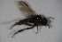  ( - DIP 03399)  @11 [ ] CreativeCommons - Attribution Non-Commercial Share-Alike (2015) Unspecified SNSB, Zoologische Staatssammlung Muenchen