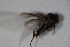  ( - DIP 03402)  @12 [ ] CreativeCommons - Attribution Non-Commercial Share-Alike (2015) Unspecified SNSB, Zoologische Staatssammlung Muenchen