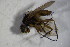  ( - DIP 03510)  @12 [ ] CreativeCommons - Attribution Non-Commercial Share-Alike (2015) Unspecified SNSB, Zoologische Staatssammlung Muenchen