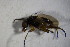  ( - DIP 03511)  @12 [ ] CreativeCommons - Attribution Non-Commercial Share-Alike (2015) Unspecified SNSB, Zoologische Staatssammlung Muenchen