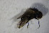  ( - DIP 03537)  @11 [ ] CreativeCommons - Attribution Non-Commercial Share-Alike (2015) Unspecified SNSB, Zoologische Staatssammlung Muenchen