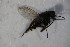  ( - DIP 03567)  @12 [ ] CreativeCommons - Attribution Non-Commercial Share-Alike (2015) Unspecified SNSB, Zoologische Staatssammlung Muenchen