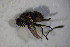  ( - DIP 03568)  @12 [ ] CreativeCommons - Attribution Non-Commercial Share-Alike (2015) Unspecified SNSB, Zoologische Staatssammlung Muenchen