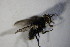  ( - DIP 04077)  @12 [ ] CreativeCommons - Attribution Non-Commercial Share-Alike (2015) Unspecified SNSB, Zoologische Staatssammlung Muenchen