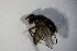  (Redtenbacheria - DIP 04092)  @11 [ ] CreativeCommons - Attribution Non-Commercial Share-Alike (2015) Unspecified SNSB, Zoologische Staatssammlung Muenchen