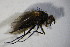  (Macquartia grisea - DIP 04095)  @11 [ ] CreativeCommons - Attribution Non-Commercial Share-Alike (2015) Unspecified SNSB, Zoologische Staatssammlung Muenchen