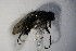  ( - DIP 04103)  @12 [ ] CreativeCommons - Attribution Non-Commercial Share-Alike (2015) Unspecified SNSB, Zoologische Staatssammlung Muenchen