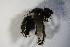  ( - DIP 04104)  @12 [ ] CreativeCommons - Attribution Non-Commercial Share-Alike (2015) Unspecified SNSB, Zoologische Staatssammlung Muenchen