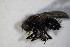  ( - DIP 04116)  @12 [ ] CreativeCommons - Attribution Non-Commercial Share-Alike (2015) Unspecified SNSB, Zoologische Staatssammlung Muenchen