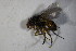  (Ceromya flaviceps - DIP 04133)  @11 [ ] CreativeCommons - Attribution Non-Commercial Share-Alike (2015) Unspecified SNSB, Zoologische Staatssammlung Muenchen