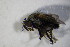  (Actia dubitata - DIP 04156)  @12 [ ] CreativeCommons - Attribution Non-Commercial Share-Alike (2015) Unspecified SNSB, Zoologische Staatssammlung Muenchen