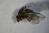  (Ceromya sp - DIP 04165)  @11 [ ] CreativeCommons - Attribution Non-Commercial Share-Alike (2015) Unspecified SNSB, Zoologische Staatssammlung Muenchen