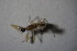  (Chelifera alpina - DIP 04452)  @13 [ ] CreativeCommons - Attribution Non-Commercial Share-Alike (2015) Unspecified SNSB, Zoologische Staatssammlung Muenchen