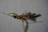  (Chelifera astigma - DIP 04454)  @11 [ ] CreativeCommons - Attribution Non-Commercial Share-Alike (2015) Unspecified SNSB, Zoologische Staatssammlung Muenchen