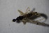  ( - DIP 04457)  @12 [ ] CreativeCommons - Attribution Non-Commercial Share-Alike (2015) Unspecified SNSB, Zoologische Staatssammlung Muenchen