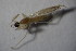  (Chelifera trapezina - DIP 04469)  @13 [ ] CreativeCommons - Attribution Non-Commercial Share-Alike (2015) Unspecified SNSB, Zoologische Staatssammlung Muenchen