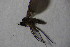  ( - DIP 04483)  @12 [ ] CreativeCommons - Attribution Non-Commercial Share-Alike (2015) Unspecified SNSB, Zoologische Staatssammlung Muenchen