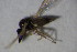  (Iteaphila sp. 4 - DIP 04512)  @13 [ ] CreativeCommons - Attribution Non-Commercial Share-Alike (2015) Unspecified SNSB, Zoologische Staatssammlung Muenchen