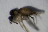  (Iteaphila indet - DIP 04513)  @12 [ ] CreativeCommons - Attribution Non-Commercial Share-Alike (2015) Unspecified SNSB, Zoologische Staatssammlung Muenchen