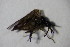  (Iteaphila sp. 5 - DIP 04515)  @12 [ ] CreativeCommons - Attribution Non-Commercial Share-Alike (2015) Unspecified SNSB, Zoologische Staatssammlung Muenchen