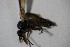  (Iteaphila sp. 5 - DIP 04516)  @12 [ ] CreativeCommons - Attribution Non-Commercial Share-Alike (2015) Unspecified SNSB, Zoologische Staatssammlung Muenchen