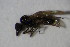  (Iteaphila sp. 2 - DIP 04517)  @12 [ ] CreativeCommons - Attribution Non-Commercial Share-Alike (2015) Unspecified SNSB, Zoologische Staatssammlung Muenchen