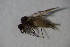  ( - DIP 04519)  @12 [ ] CreativeCommons - Attribution Non-Commercial Share-Alike (2015) Unspecified SNSB, Zoologische Staatssammlung Muenchen