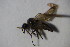  (Iteaphila sp. 3 - DIP 04522)  @13 [ ] CreativeCommons - Attribution Non-Commercial Share-Alike (2015) Unspecified SNSB, Zoologische Staatssammlung Muenchen