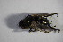  ( - DIP 04765)  @12 [ ] CreativeCommons - Attribution Non-Commercial Share-Alike (2015) Unspecified SNSB, Zoologische Staatssammlung Muenchen
