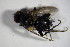  ( - DIP 04767)  @11 [ ] CreativeCommons - Attribution Non-Commercial Share-Alike (2015) Unspecified SNSB, Zoologische Staatssammlung Muenchen